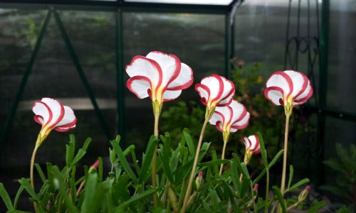Oxalis_versicolor