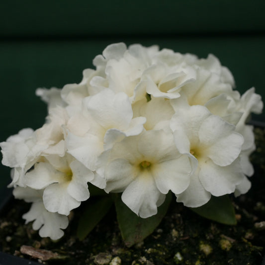 Primula  Broadwell Milkmaid