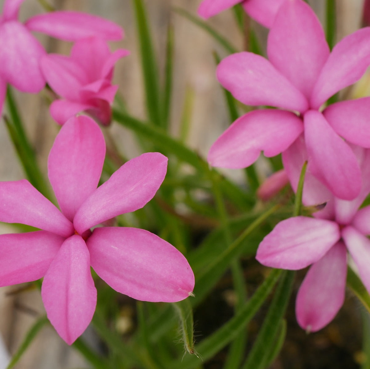 Rhodohypoxis Pippin