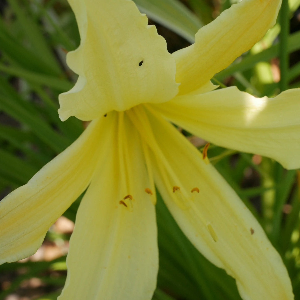 Hemerocallis Whichford