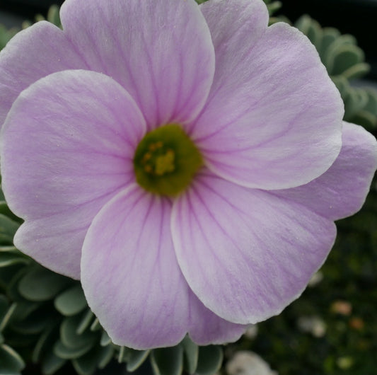 Oxalis enneaphylla minutaefolia