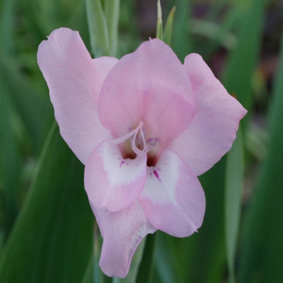 Gladiolus ochroleucus