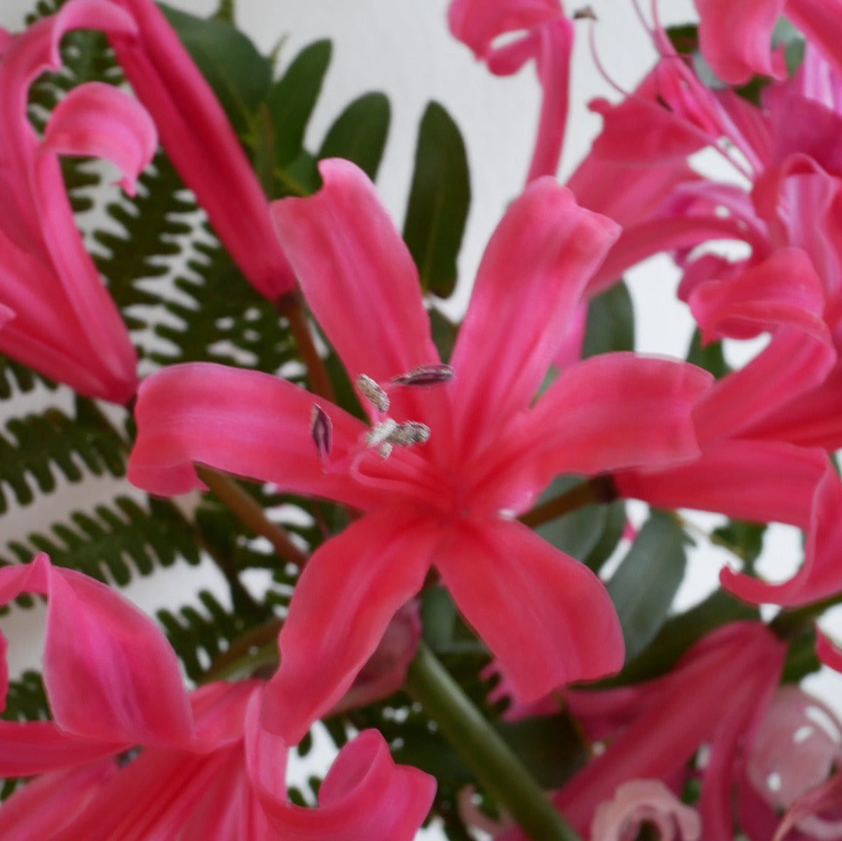 Nerine Zeal Giant