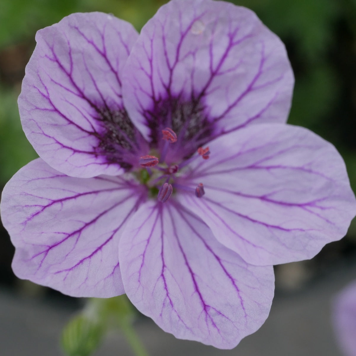 Erodium Spanish Eyes