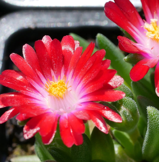 Delosperma luckhoffii Ruby Red