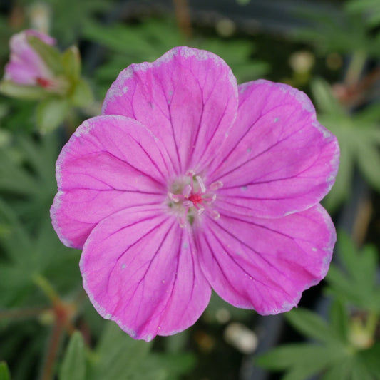 Geranium sanguineum Ankums Pride