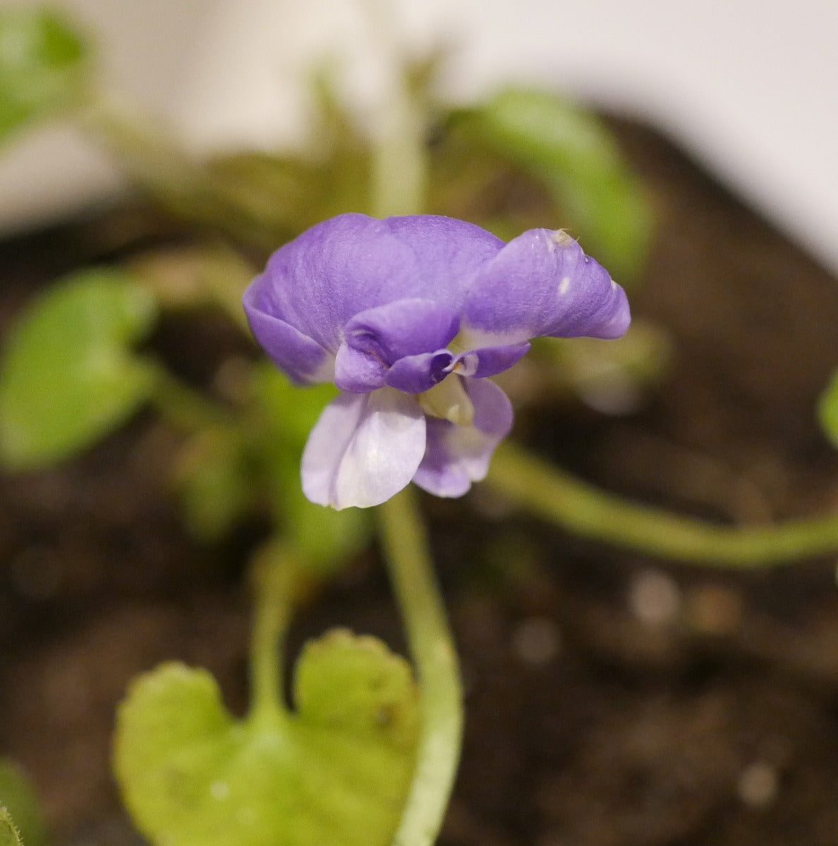 Viola 'Parme de Toulouse'