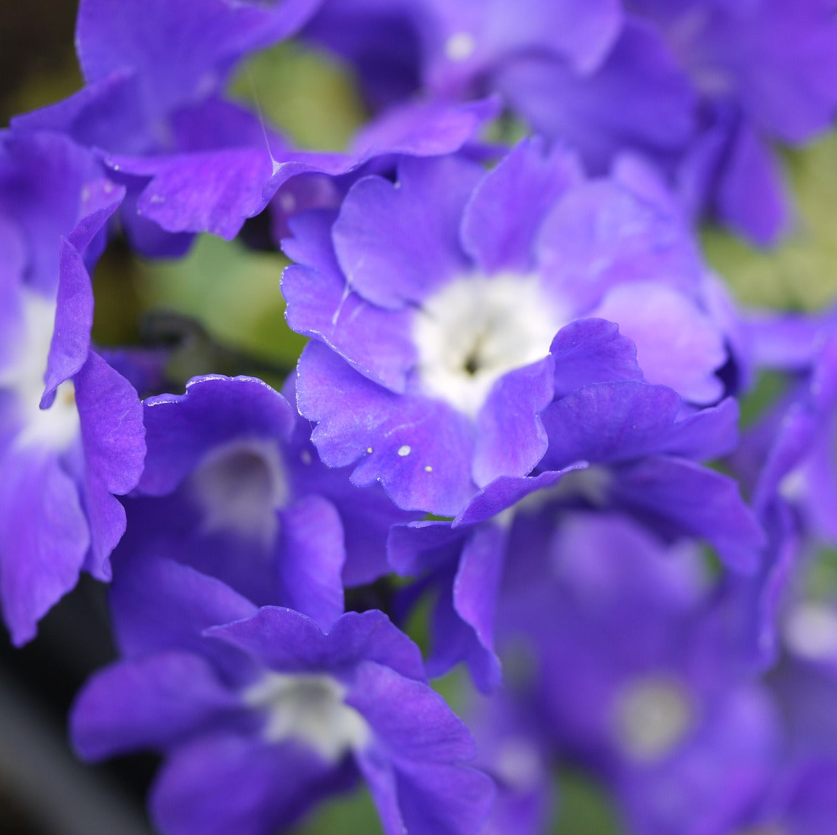 Primula auricula Blue Marble