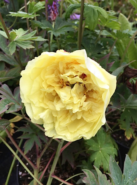 Paeonia_Yellow_Crown