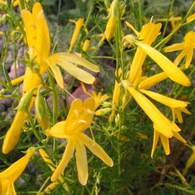 Penstemon_pinifolius_Mersea_Yellow