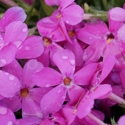 Phlox_Crackerjack