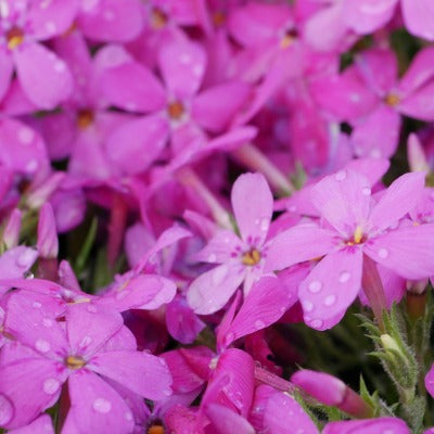 Phlox_Crackerjack