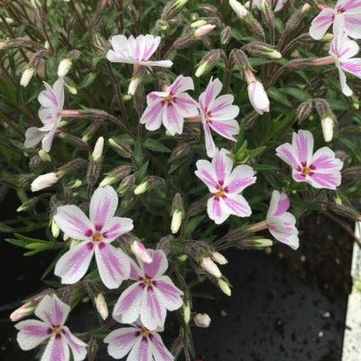 Phlox_Kimono