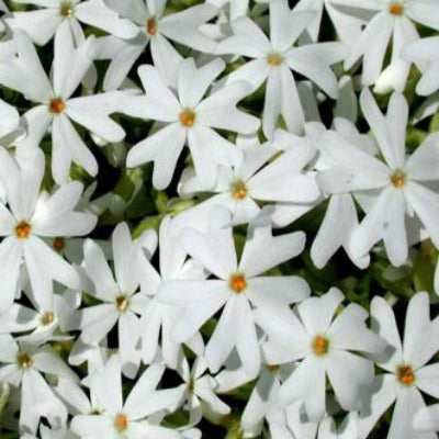 Phlox_subulata_Snowflake