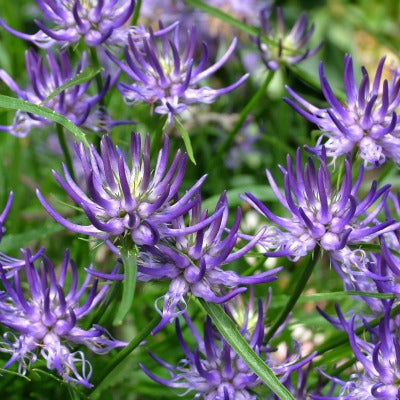 /Phyteuma_scheuchzeri.jpg