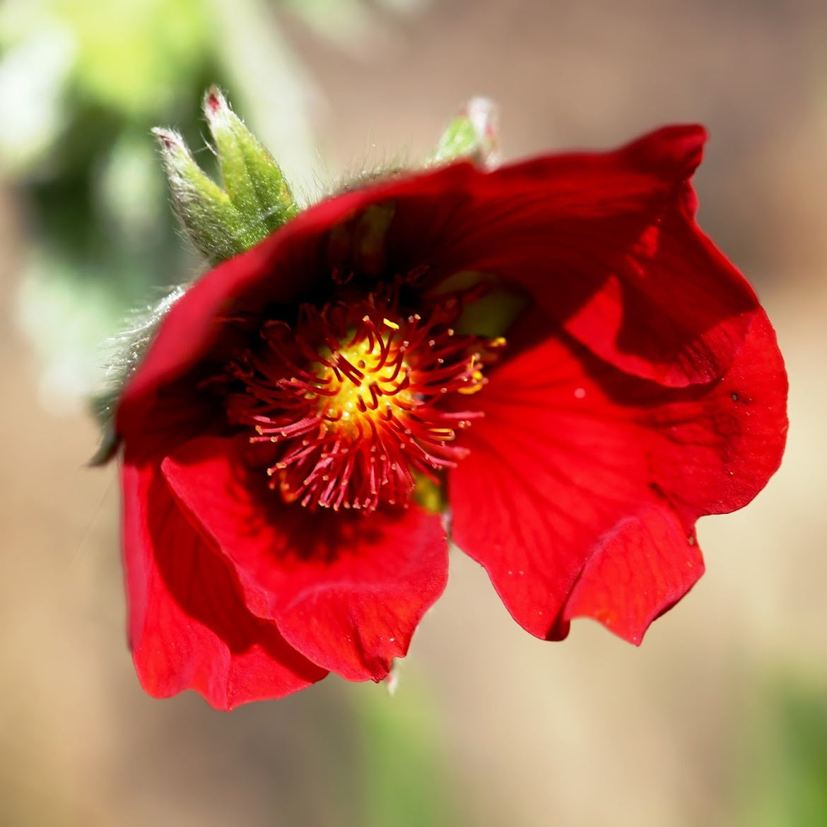 Potentilla_Scarlet_starlit