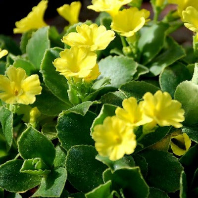 Primula_auricula_Blairside_Yellow