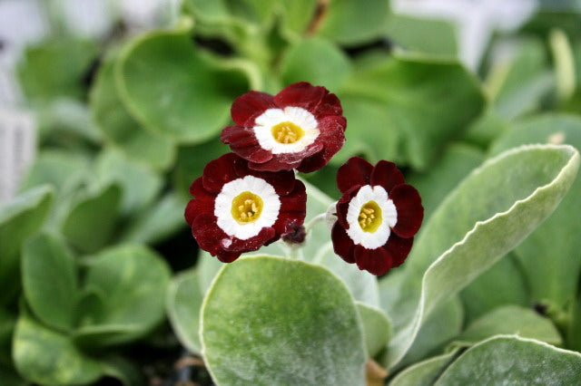 Primula auricula 'Gizabroon'