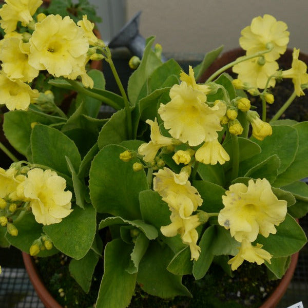 Primula_Ethel