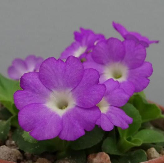 Primula Lindum Destiny