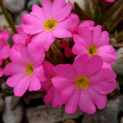 Primula_rosea_grandiflora.jpg