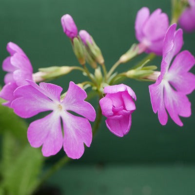 Primula_sieboldii_Geisha_Girl