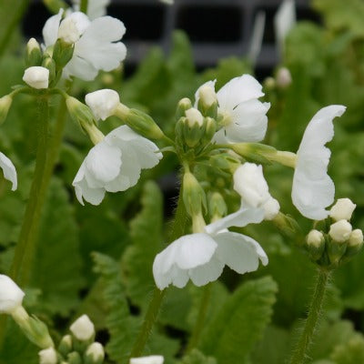 Primula_sieboldii_white_buttons.jpg