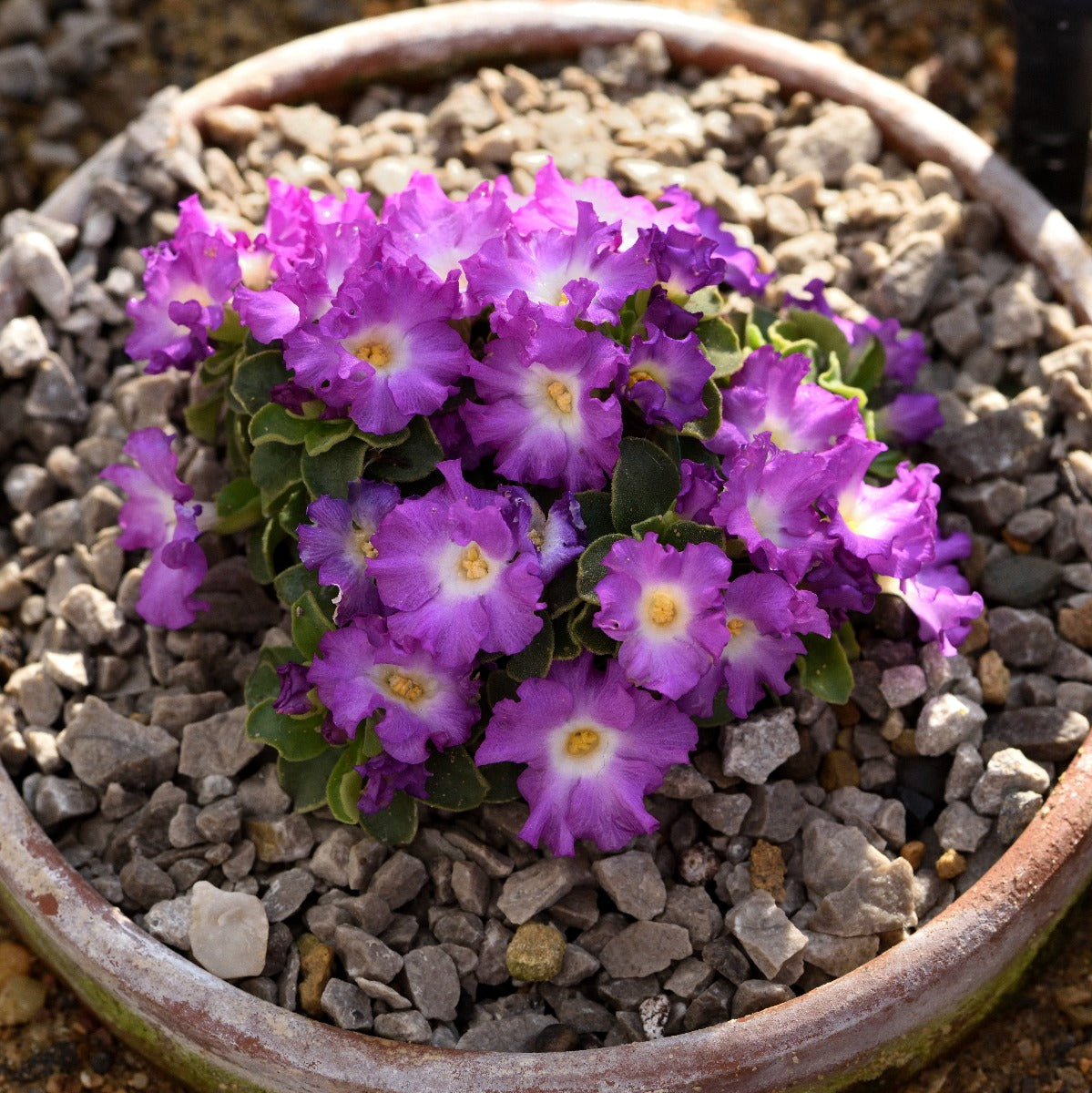 Primula Warshenewskiana