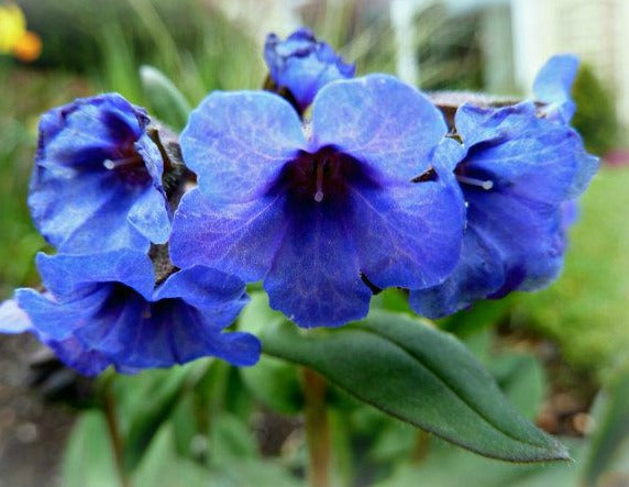 Pulmonaria_Blue_Ensign