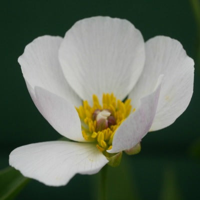 Ranunculus_amplexicaulis