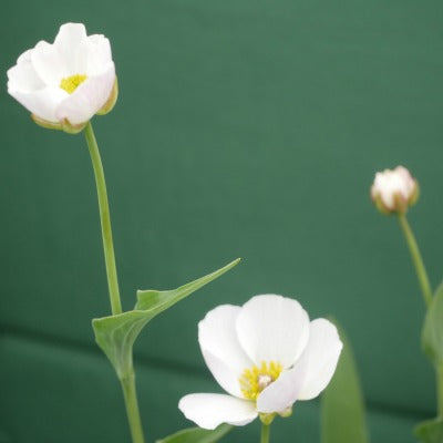 Ranunculus_amplexicaulis