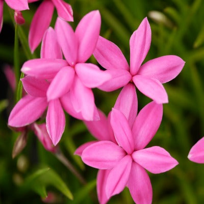 Rhodohypoxis_baurii_var_baurii