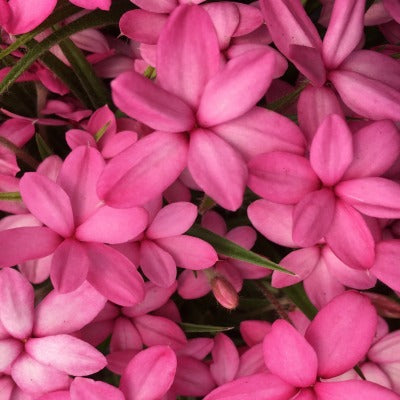 Rhodohypoxis_Pinkeen