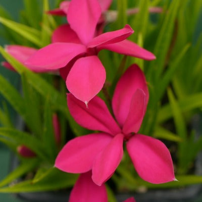 Rhodohypoxis_shirazz.jpg