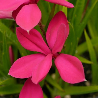 Rhodohypoxis_shirazz.jpg