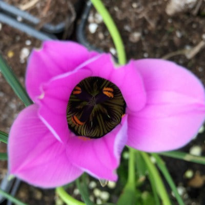 Romulea atranda