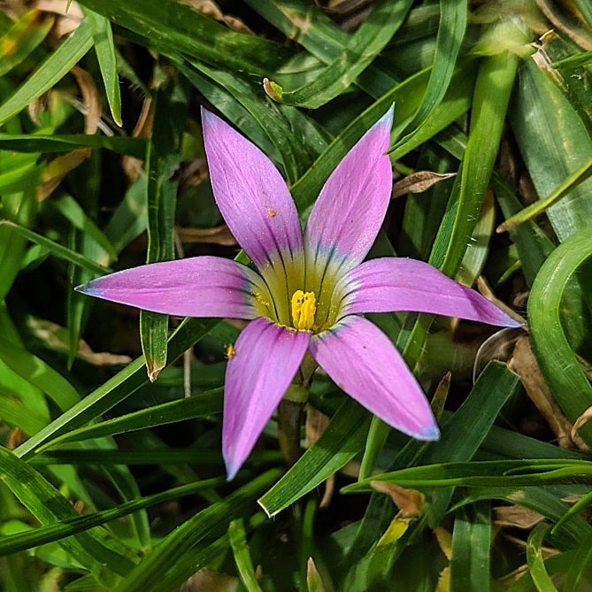 Romulea rosea