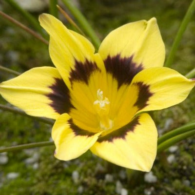 Romulea_tortuosa