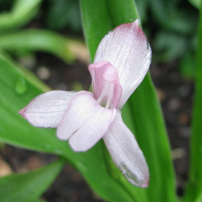 Roscoea_scillifolia_Miniature_Pink