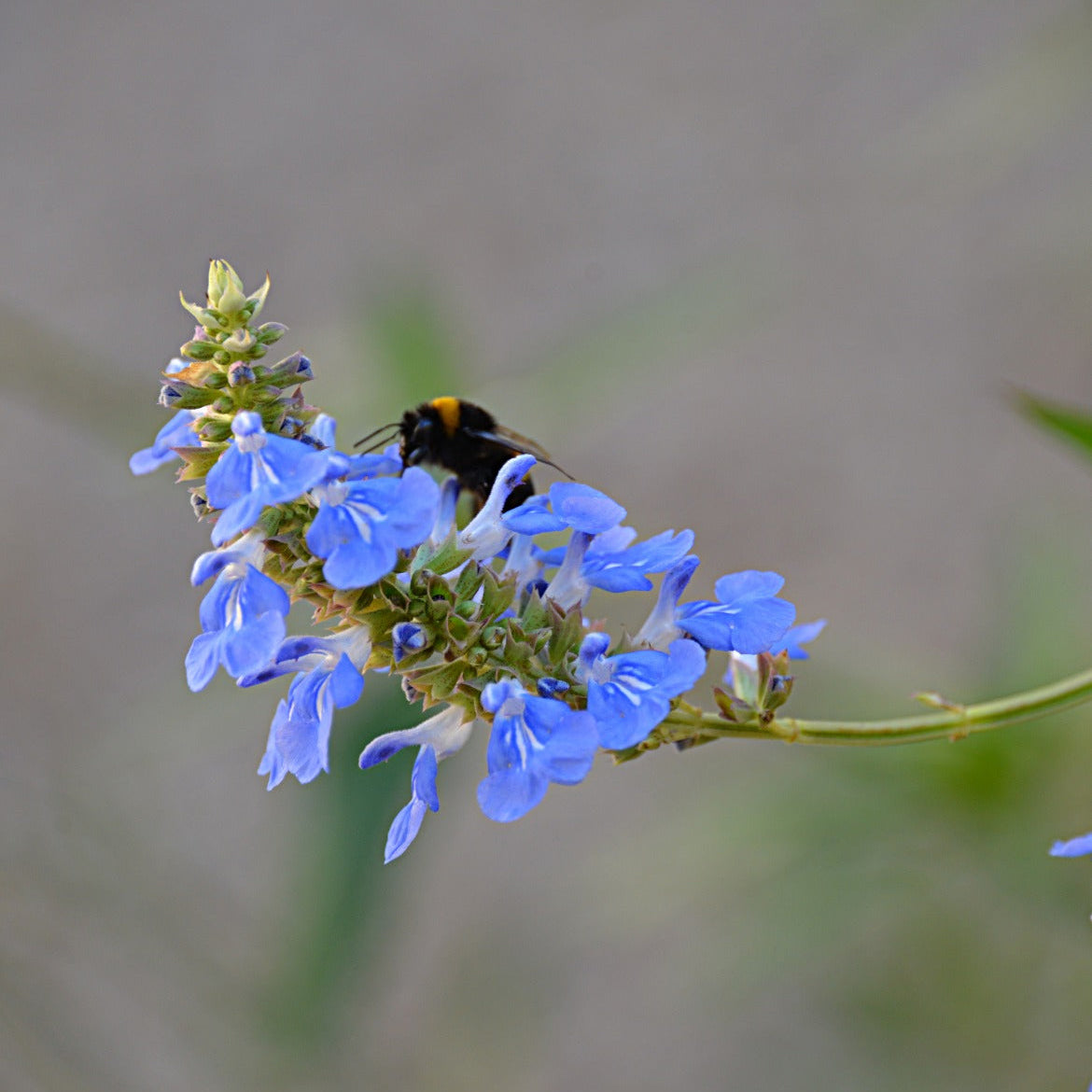 Salvia uligunosa