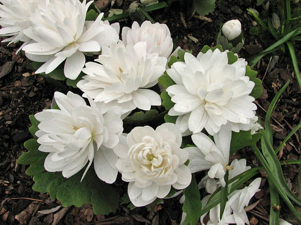 Sanguinaria canadensis flore plena (multiplex 'Plena')