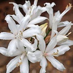 Nerine sarniensis Alba