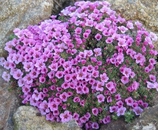 Saxifraga 'Miluj Mne' (Love Me)