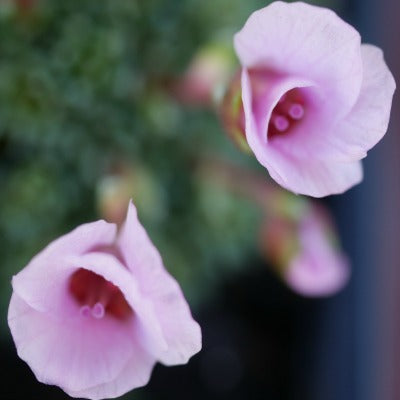 Saxifraga_x_irvingii_Jenkinsae