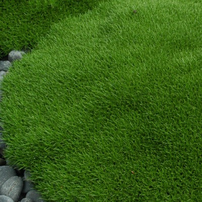 Scleranthus uniflorus