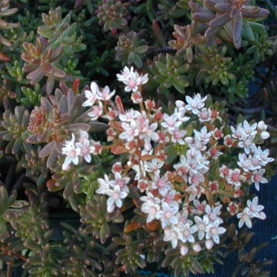 Sedum album murale