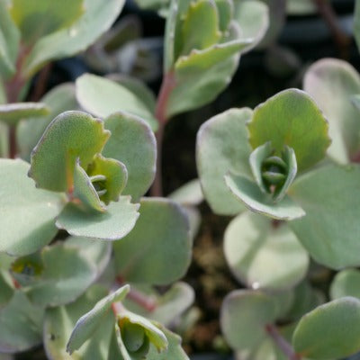 Sedum_Bertram_Anderson