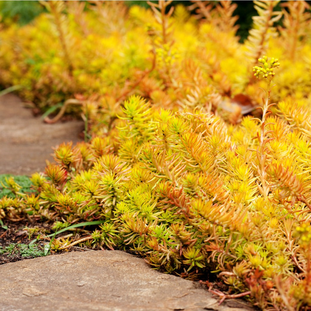 Sedum reflexum aureum