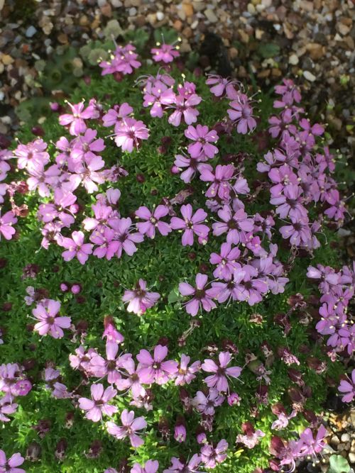 Silene_Mt_Snowden