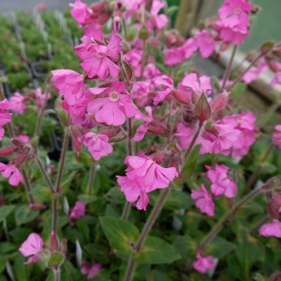 Silene_Rollys_FavouritePBR